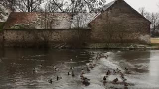 talkative czech ducks