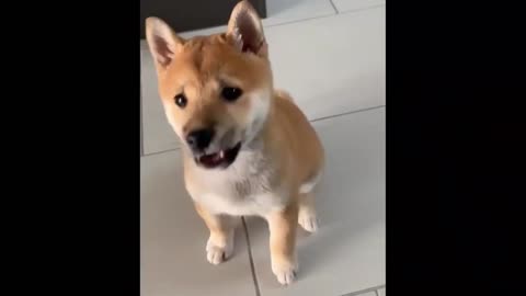 Best & Funniest Shiba Inu Moments 🙈🤪