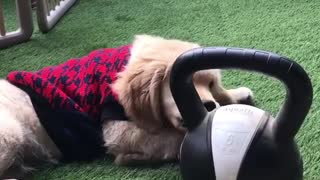 Puppy is more fitness conscious than you ever will be!
