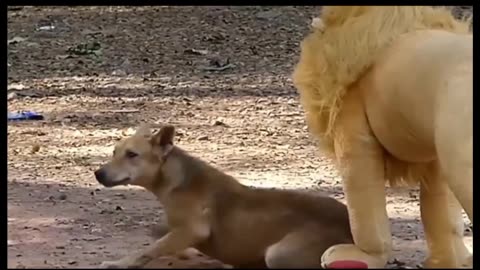 Troll prank Dog funny & fake lion and fake Tiger prank To Dog & Huge Box prank to dog