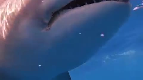 Lemon Shark Snaps At The Bait