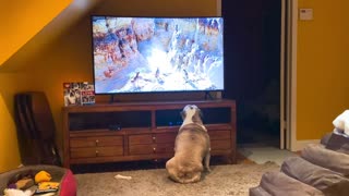 Bulldog Has Incredible Reaction to Emotional Scene From ‘The Lion King'