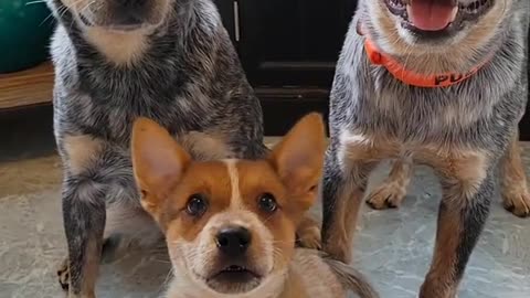 Hilarious Canine Capers: My Dog's Side-Splitting Funny Reactions