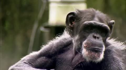 Chimp vs Human! | Memory Test |