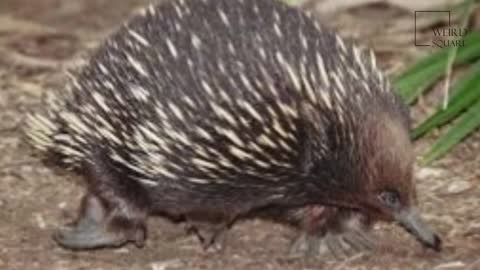 Interesting facts about short beaked Echidna by weird square