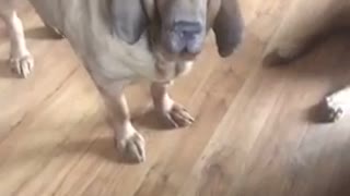 Brown bloodhound dog misses thrown food and can't catch it