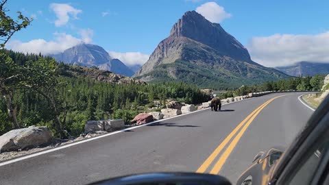 Bears in Glacier National Park