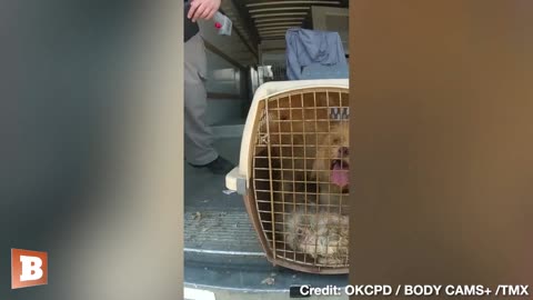 POOR PUPPIES! 36 Dogs Left in 110 Degree Truck SAVED by Oklahoma PD