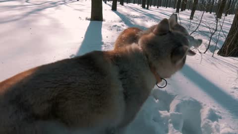 Siberian husky dogs playing and running in snow forest, slow motion