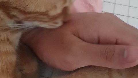 A cat licking my hand.