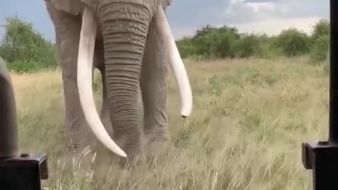 The Weather And The Animals Here Are Beautiful #shorts #elephant #shortvideo #animal