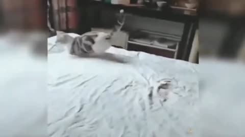 Funny cats playing