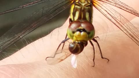 Dragonfly Feasting On A Ant