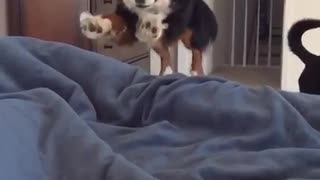 Slow motion of black white brown dog jumping onto black bed