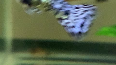 Guppy juvenile