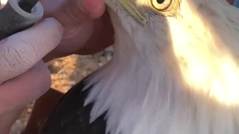 Trimming a bald eagle beak 🦅