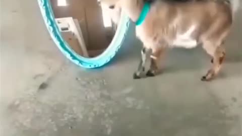GOATS DONT LIKE MIRRORS! FUNNY ANIMAL VIDEO