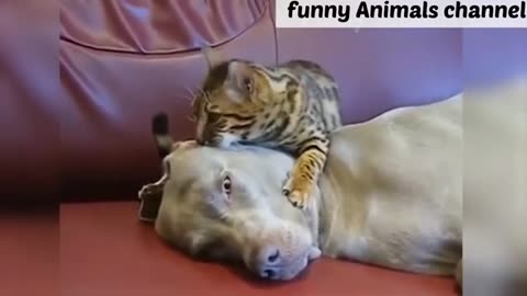 funny animals video| 2022| woman and animal funny viedo