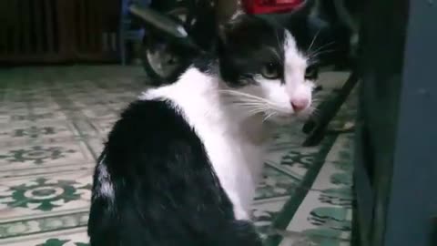 #viralcat #cat #dog Sharing My Cute Pets Cat and Puppy Dog Funny Moment | Viral Cat