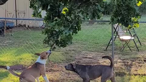 Dogs Catching a Tree With Claire Bear and Tucker Carlson