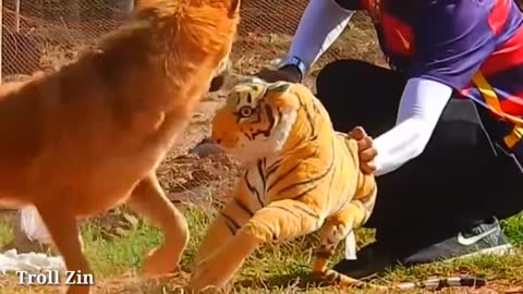 Troll Zin & fake Lion and Fake Tiger Prank To dog | Videos Troll prank, Huge Box Prank to dog