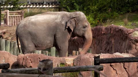 Big Beautiful Elephant, Close Up, Slow Motion at Zoo