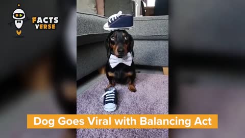 Talented dog with balancing skills - MUST watch this