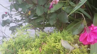 Snail and a spider web in a Beautiful rose plant