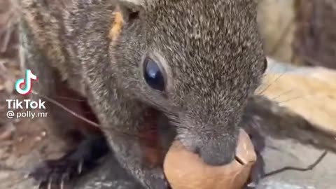 Squirrel eats a nut