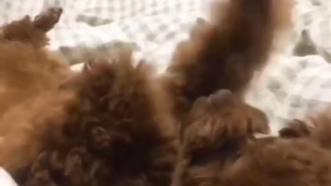 Fur-real Comedy- Dogs Doing the Funniest Things #pet #funny