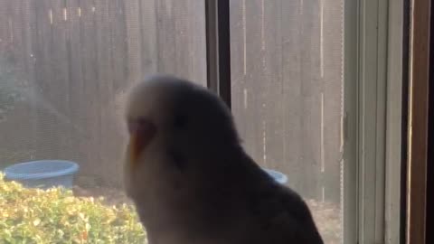 Larry the Parakeet says Biscuit