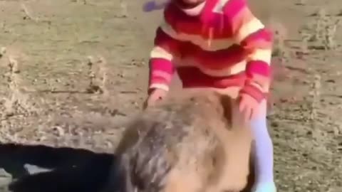 little boy playing with giant guinea pig