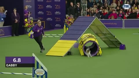 Gabby captures the 8" division title at the 2019 WKC Masters Agility | FOX SPORTS
