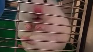 Hamster sits on his bum while licking his feet