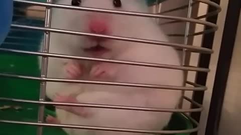 Hamster sits on his bum while licking his feet