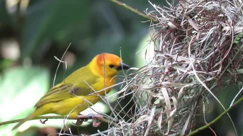 4k HDR Video Beautiful Lovebirds