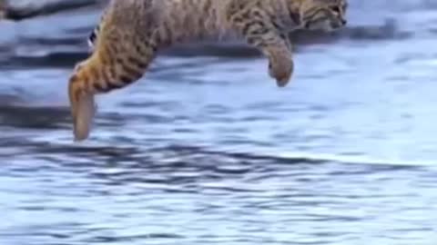 Tiger jump 😀😃#shrots