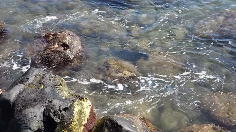 Sea Turtle Swimming 2