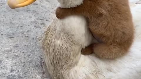 Tiny dog ride a duck so cute ❤❤