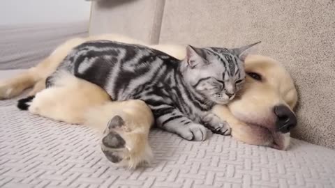 Kitten Fell In Love With Golden Retriever From the Moment She Saw It