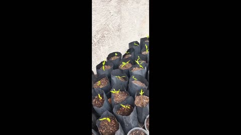 Planting big/pineapple custard apple in albay philippines