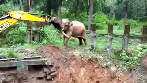 🐘Elephant Thanking JCB for Rescue❤