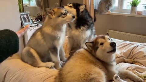 Our Morning Routine With 3 Giant Dogs A Cat And A Baby!! (SO CUTE!!)