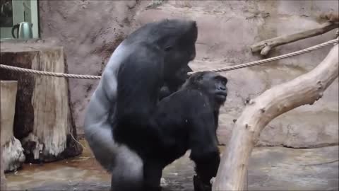 animals | life of big monkeys gorilla fight | love of gorilla couple male female relations
