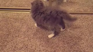 Kitten wants to fight self in mirror