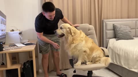 Golden Retriever Trying to Take Dad's Chair