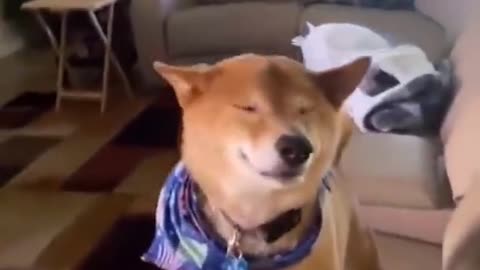 cute shiba inu dog greets owner!