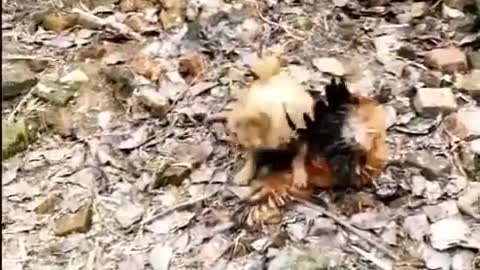 Animal Fight Funny Video