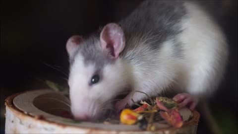 Hamster Eating