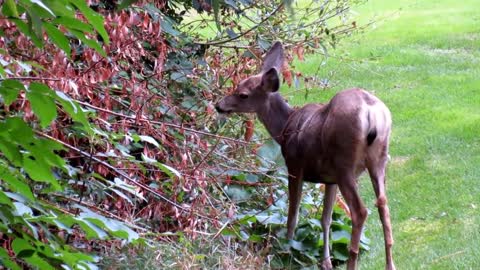 Deer Eating Leaves by Creek